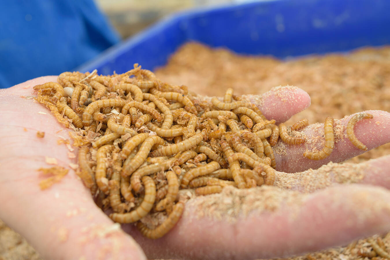 Klein aber fein: Mehlwürmer bei RHEWUM ganz groß In Zusammenarbeit mit Biologen hat RHEWUM eine neue Siebmaschine für die Klassifizierung von Mehlwürmern entwickelt. Der tierfreundliche Siebprozess birgt dabei spezielle technische Herausforderungen.