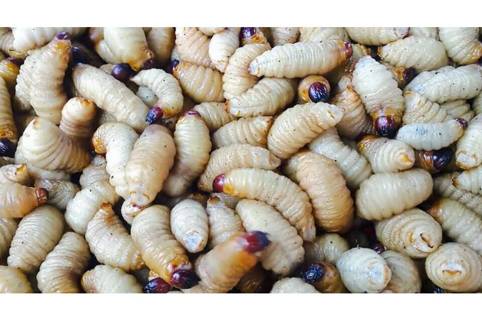 Insect larvae - smoothly separated with new processes Insect larvae separations require high-precision, smooth screening processes that are suitable for keeping living particles alive in the technical process.